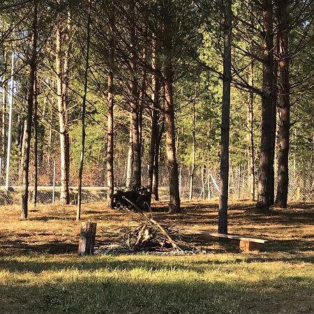 Forest Inn Trzepieciny Ngoại thất bức ảnh